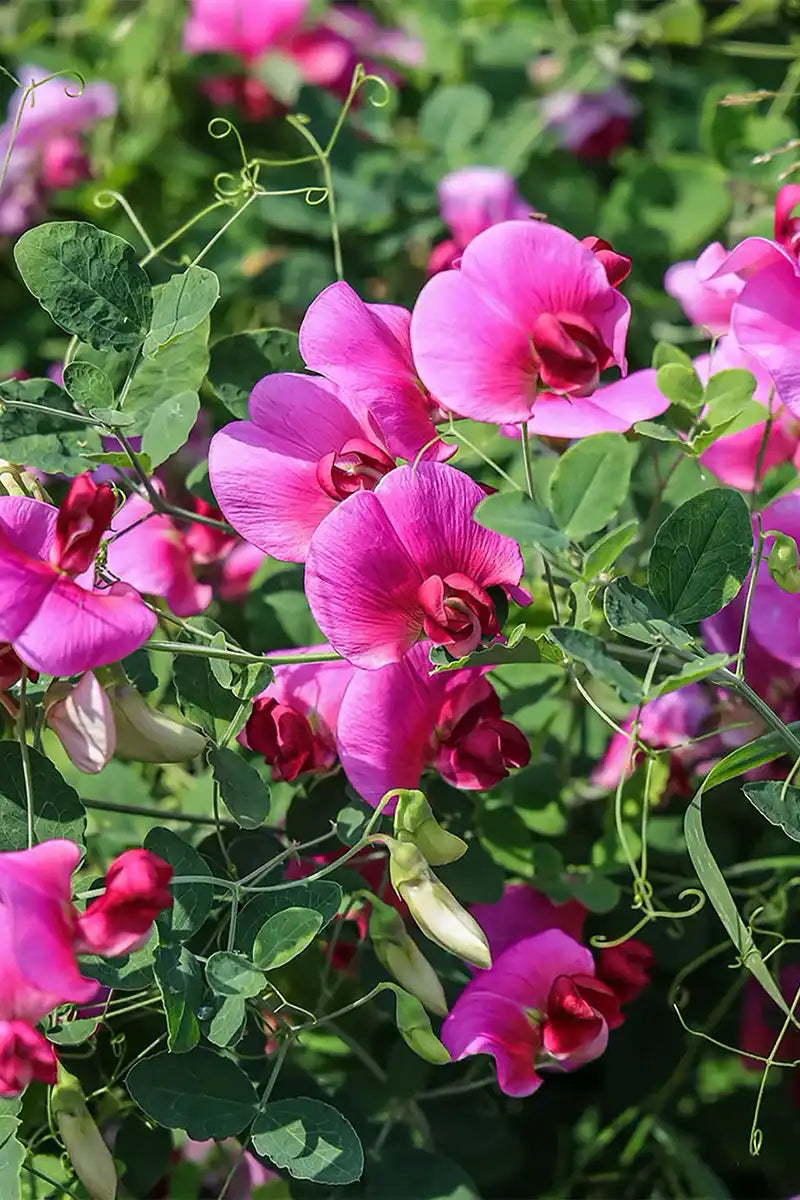 Sweet pea plants grown from sweet pea seeds