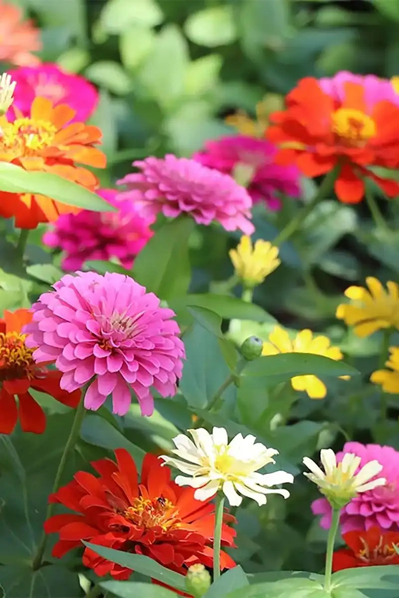 Selection of Zinnias