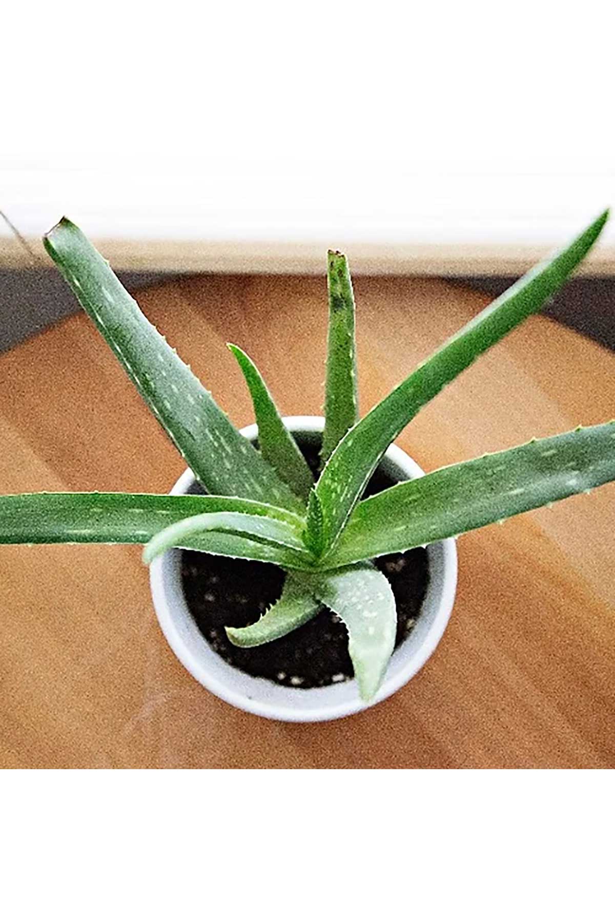 Natures Gifts Boronia & Aloe Vera Soap