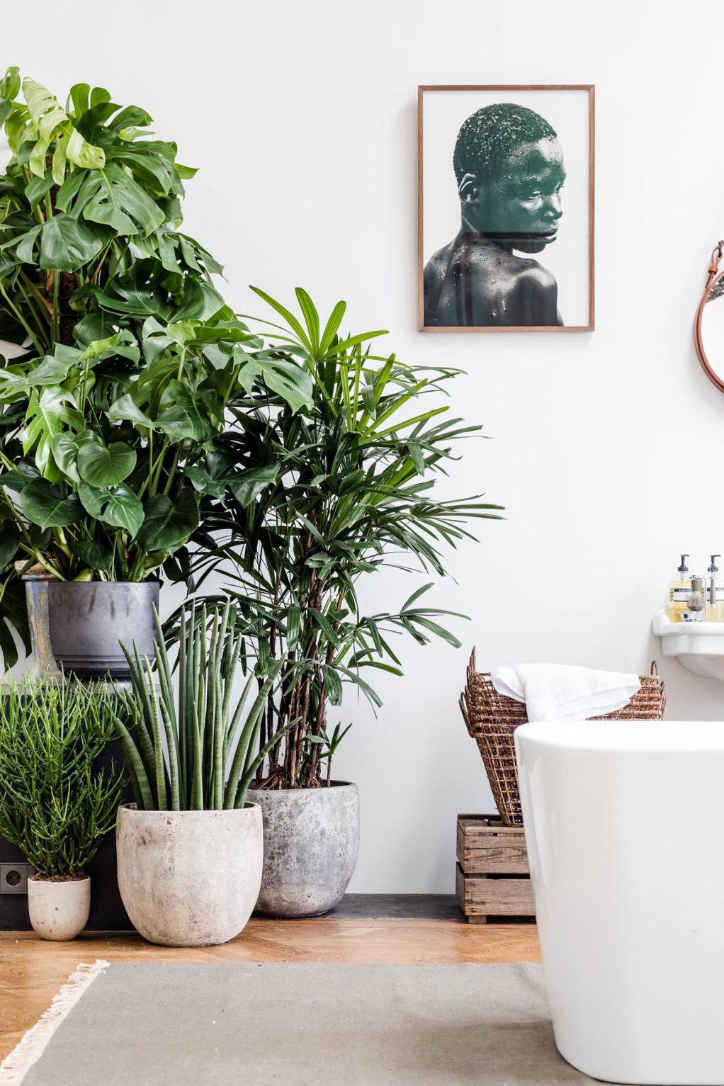 Going Green - How to care for your Indoor Plants