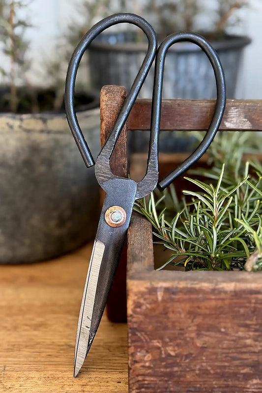 Cottage Garden Vintage Iron Scissors – Large single scissors leaning against the cutting box containing herbs