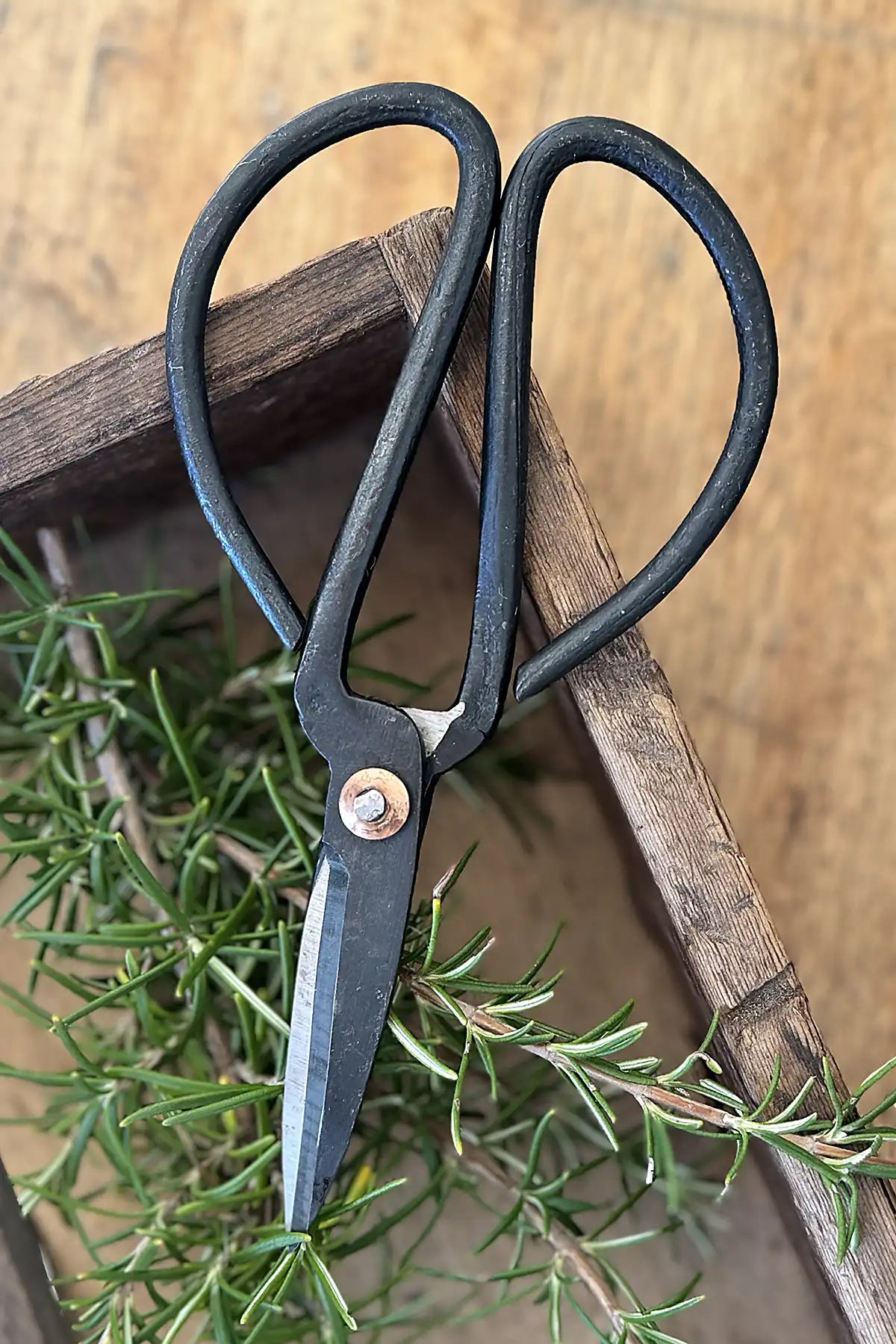 Cottage Garden Vintage Iron Scissors – Medium arial view