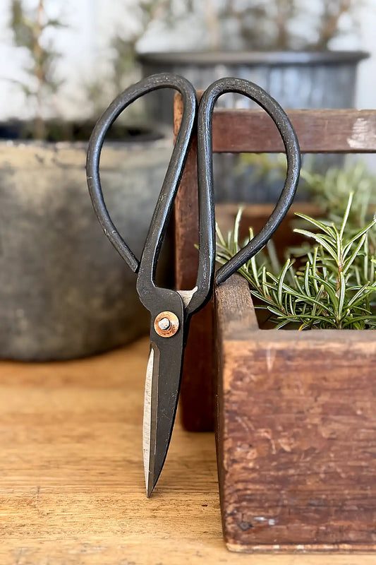 Cottage Garden Vintage Iron Scissors – Medium single pair against herb cutting box