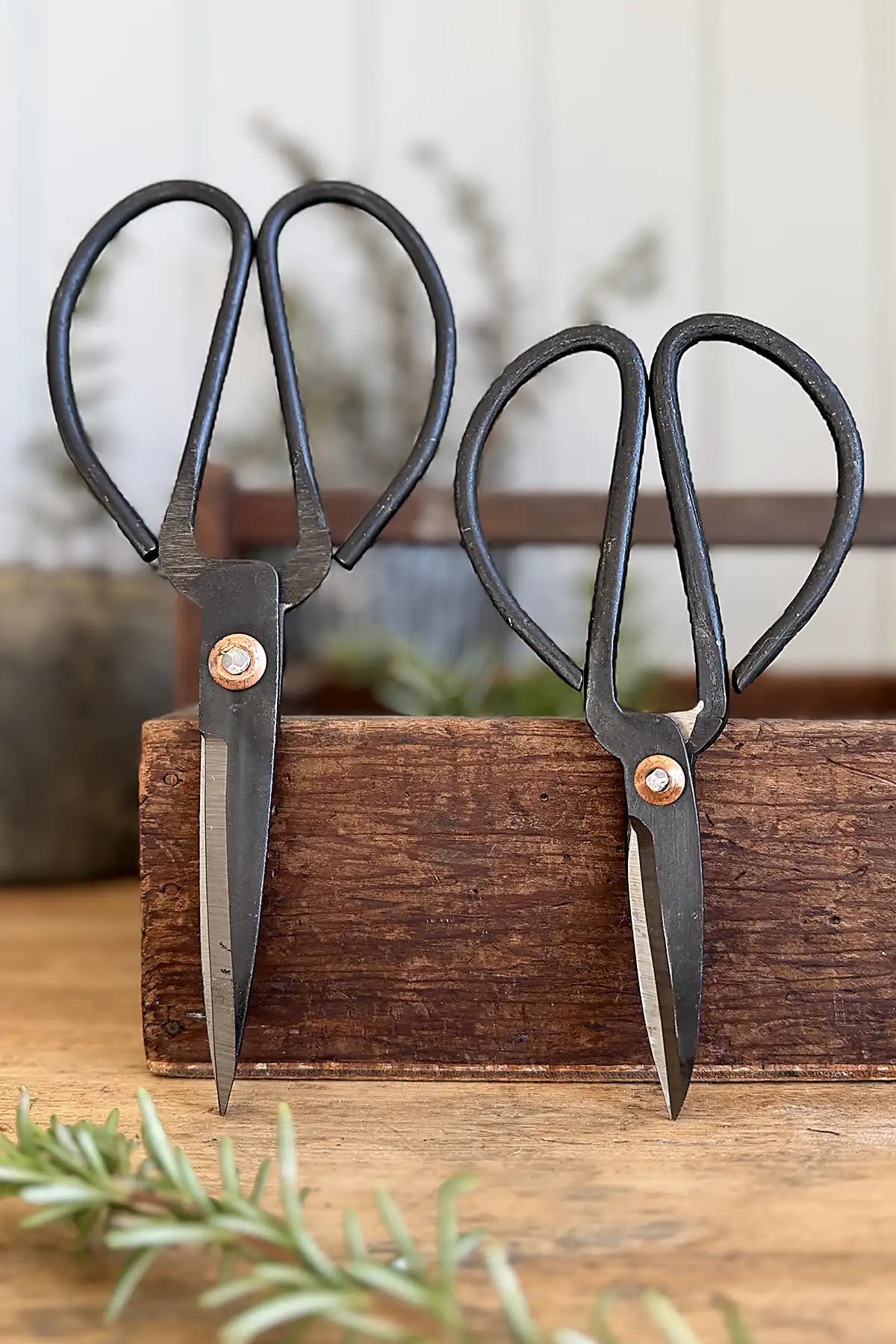 Cottage Garden Vintage Iron Scissors – Large and medium sizes against herb cutting box