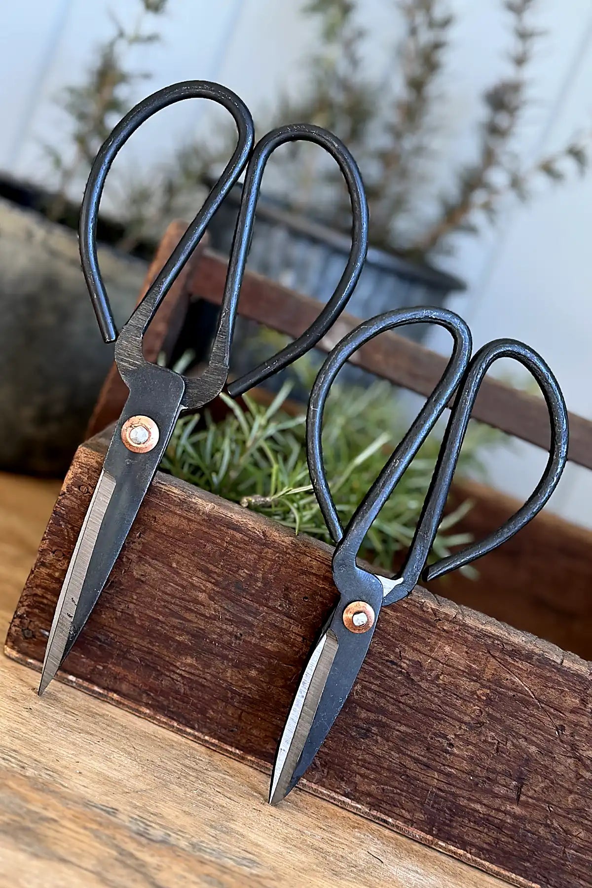 Cottage Garden Vintage Iron Scissors – Large and medium against the cutting box