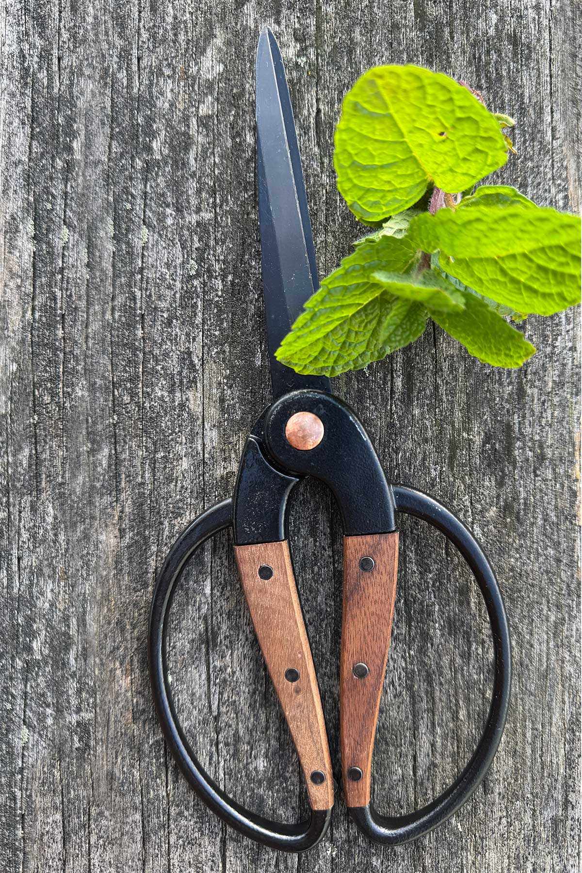 A pair of pruning shears with black metal blades and loop handles, featuring brown wooden grips, displayed on a weathered gray wooden surface next to a fresh green mint sprig.