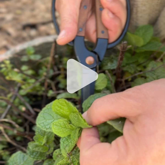 woman cutting herbs in the garden with garden scissors.
