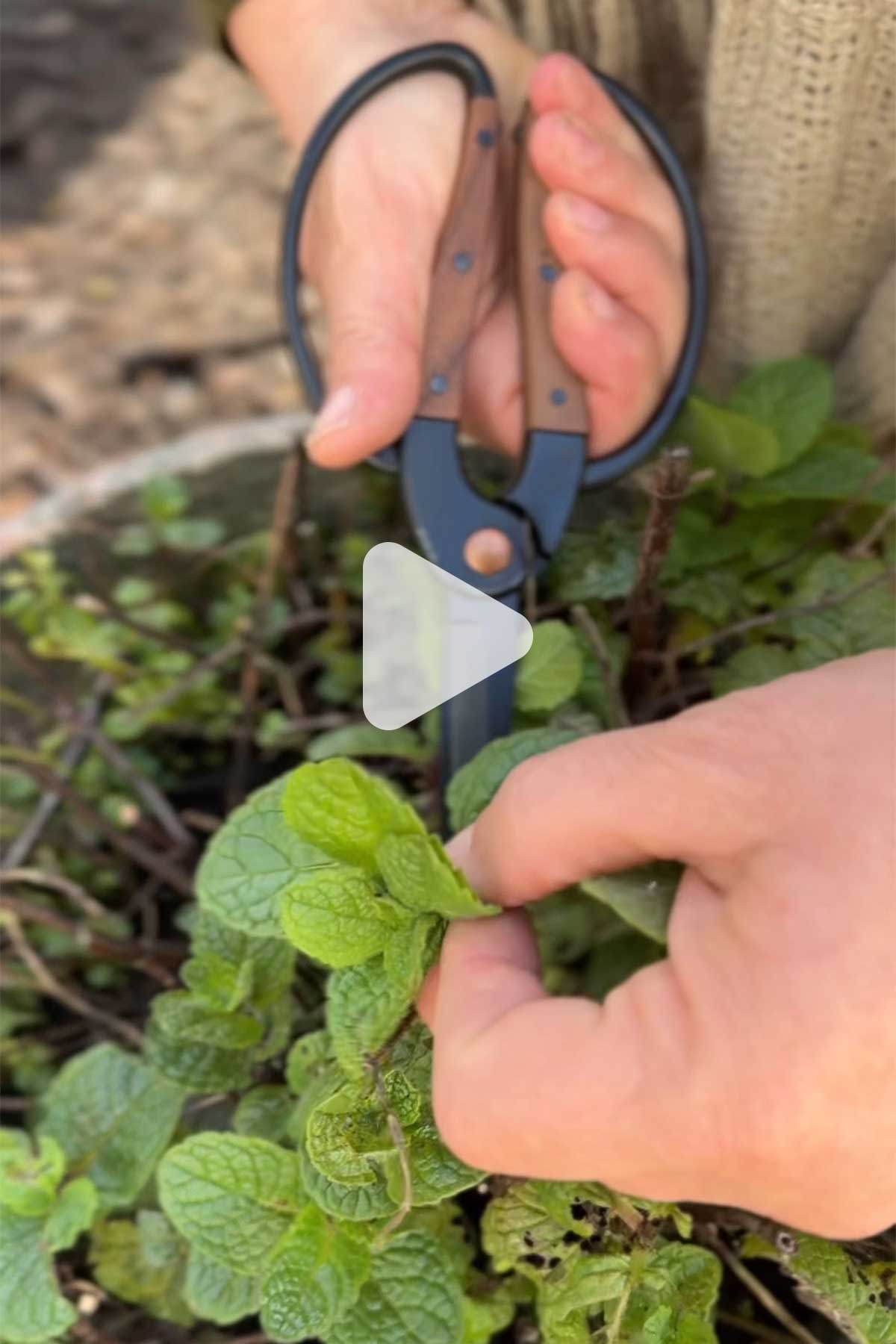 woman cutting herbs in the garden with garden scissors.