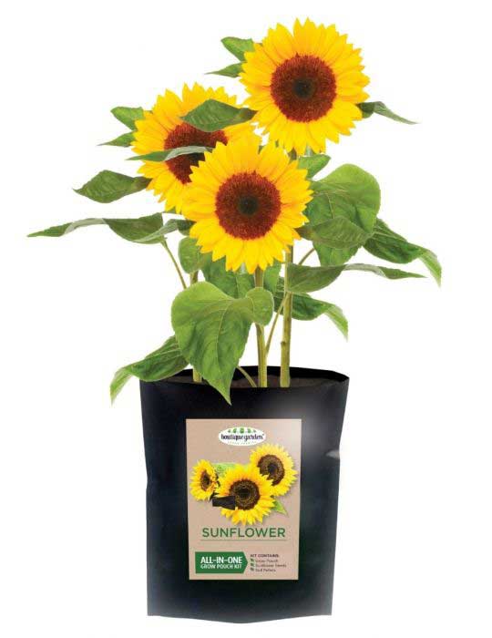 Mr Fothergills sunflower all in one kit